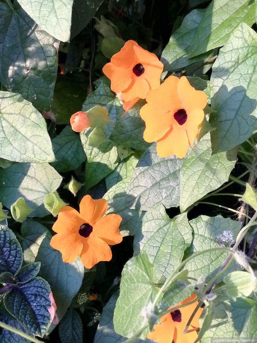 Лурения: прогулки собачек от Kari