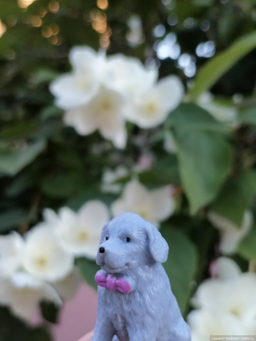 Лурения: прогулки собачек от Kari