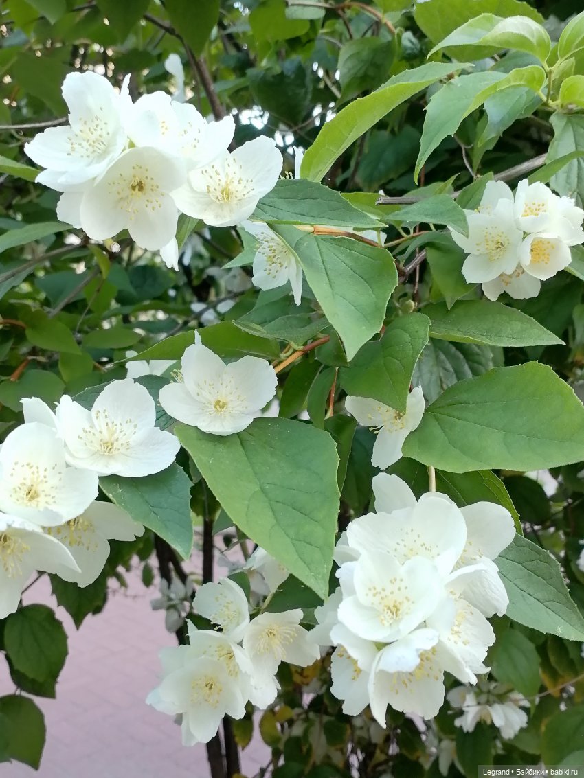 Лурения: прогулки собачек от Kari