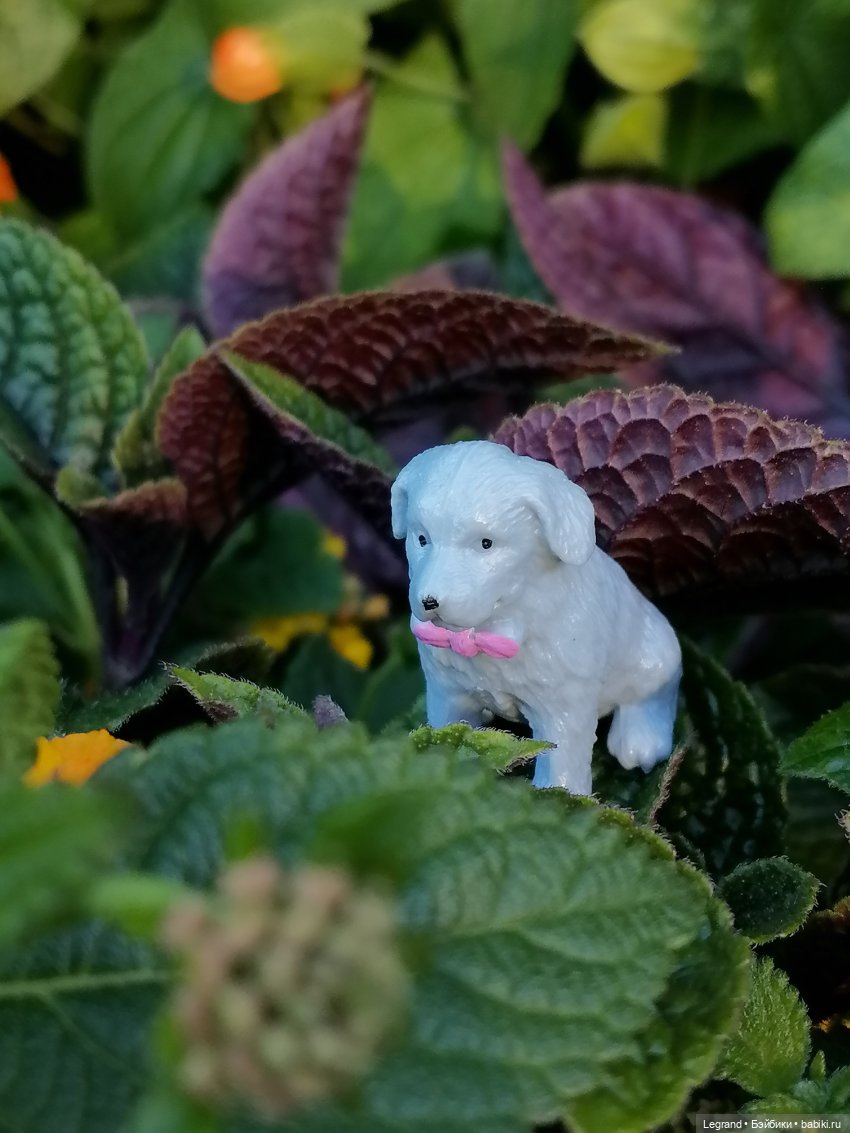 Лурения: прогулки собачек от Kari