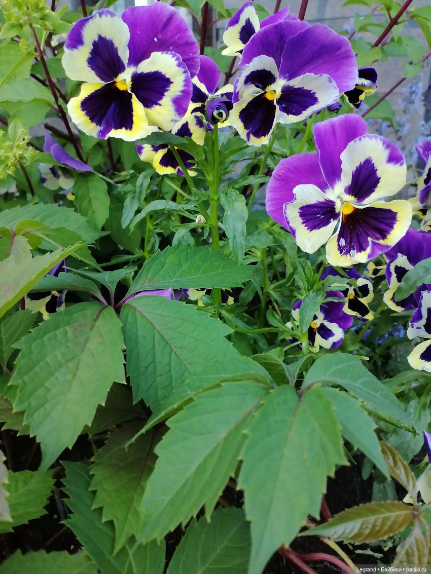 Лурения: прогулки собачек от Kari