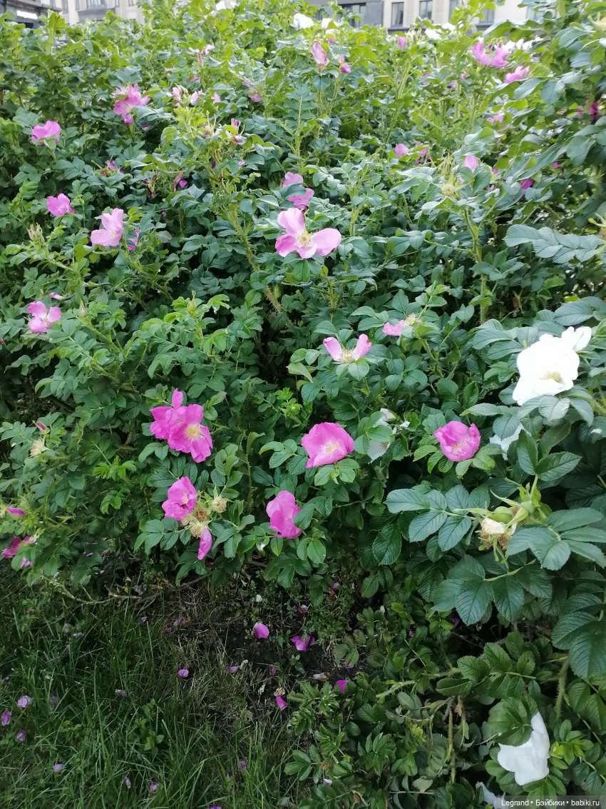 Лурения: прогулки собачек от Kari