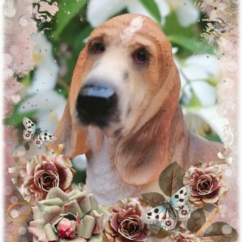 Лурения: перепись собачек - 2025