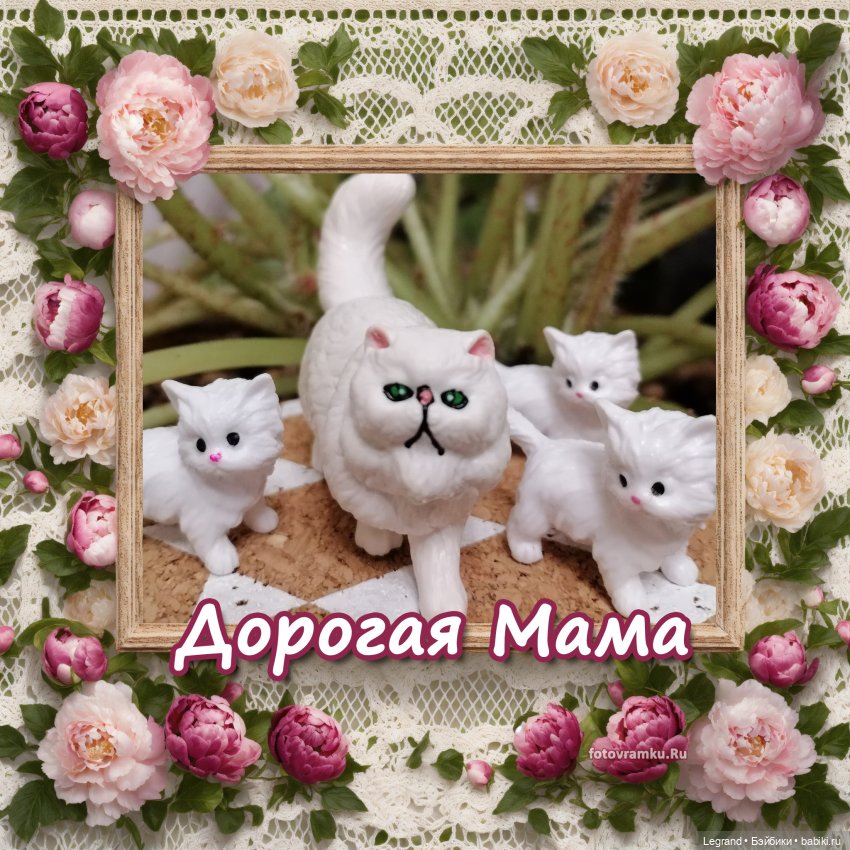 Лурения: семья кошки Шекер🐈