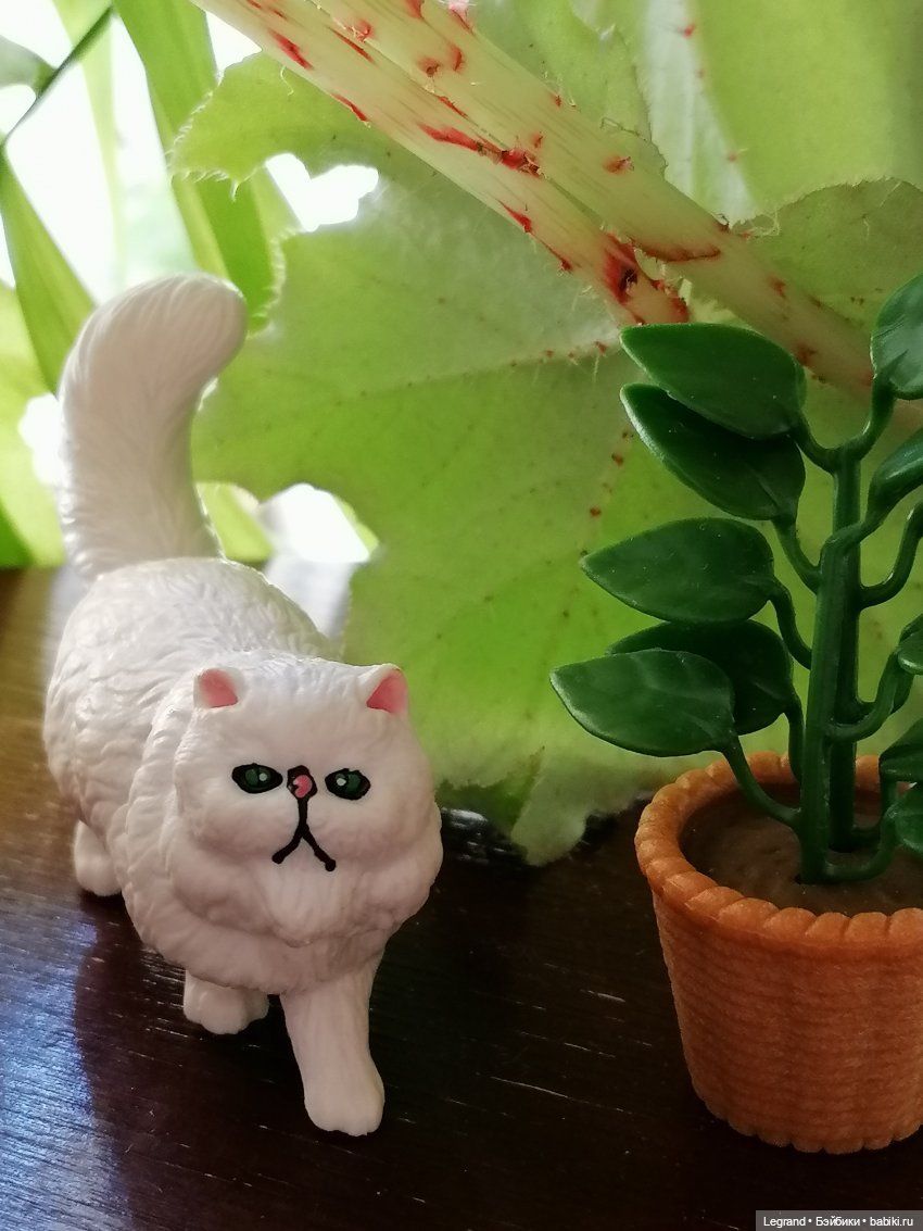 Они сами пишут свои истории: О кошачьих и не только🤗