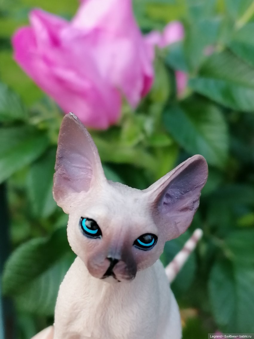 Они сами пишут свои истории: О кошачьих и не только🤗