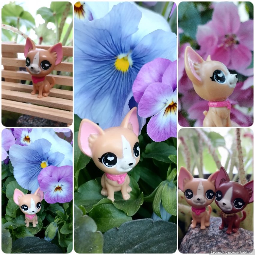 Лурения: перепись собачек - 2025