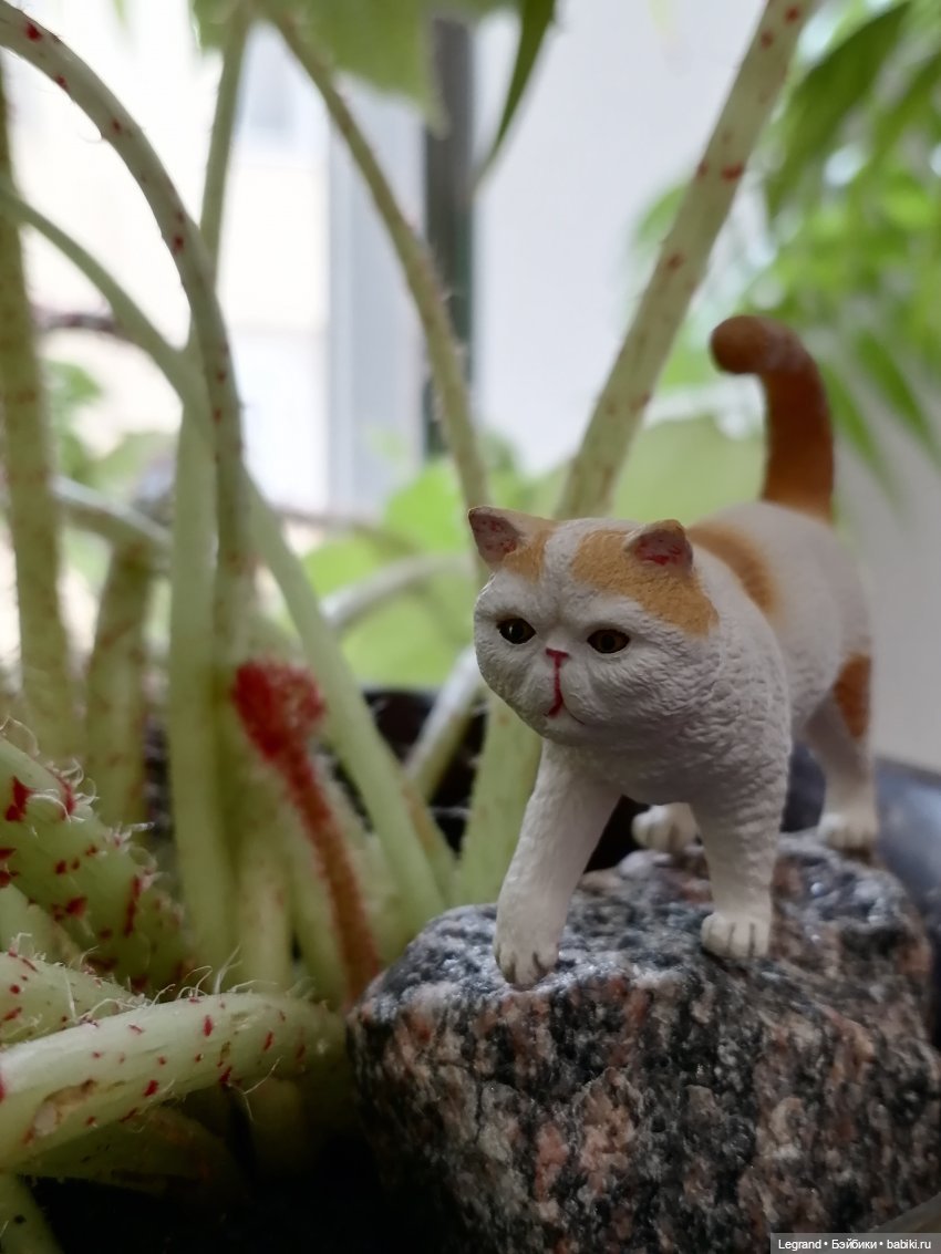 Они сами пишут свои истории: О кошачьих и не только🤗