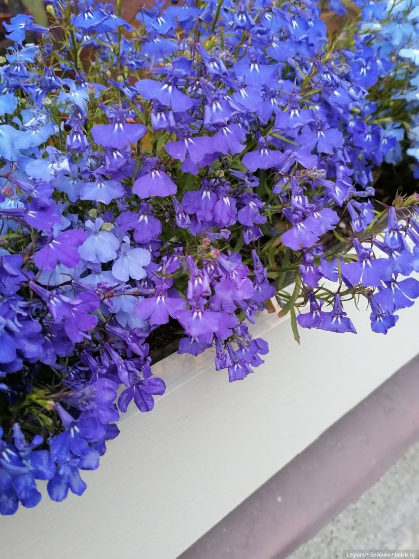 Санкт-Петербург: питомцы на ул. Радищева (фото 2)