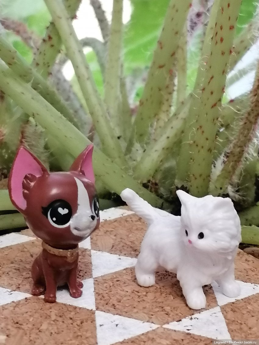 Они сами пишут свои истории: О кошачьих и не только🤗