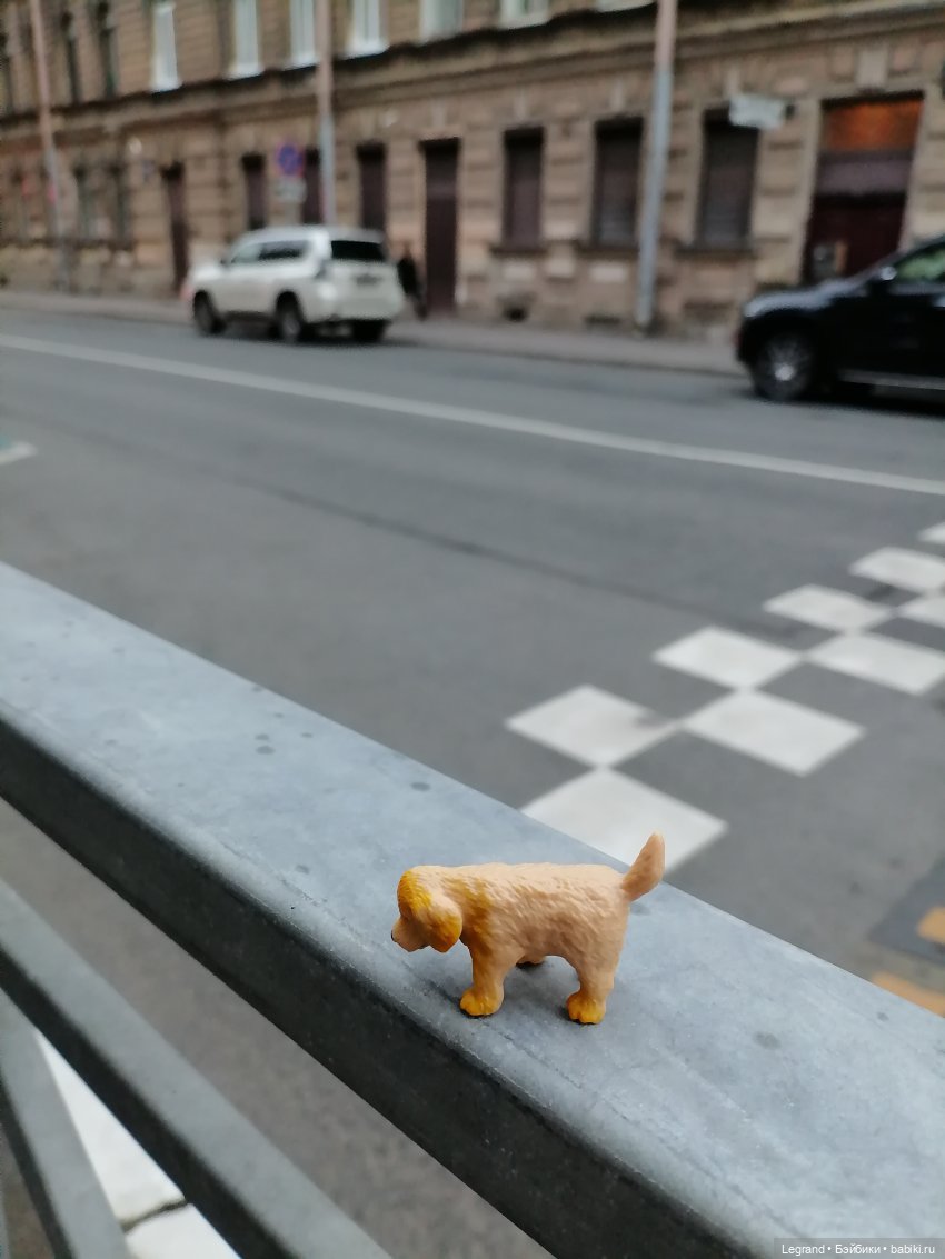 Санкт-Петербург: питомцы на ул. Радищева