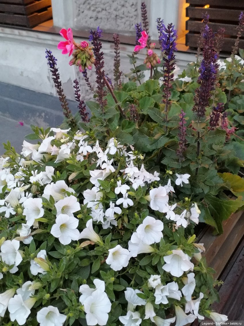 Санкт-Петербург: питомцы на Лиговском и в ТК "Невский Центр" (фото 5)