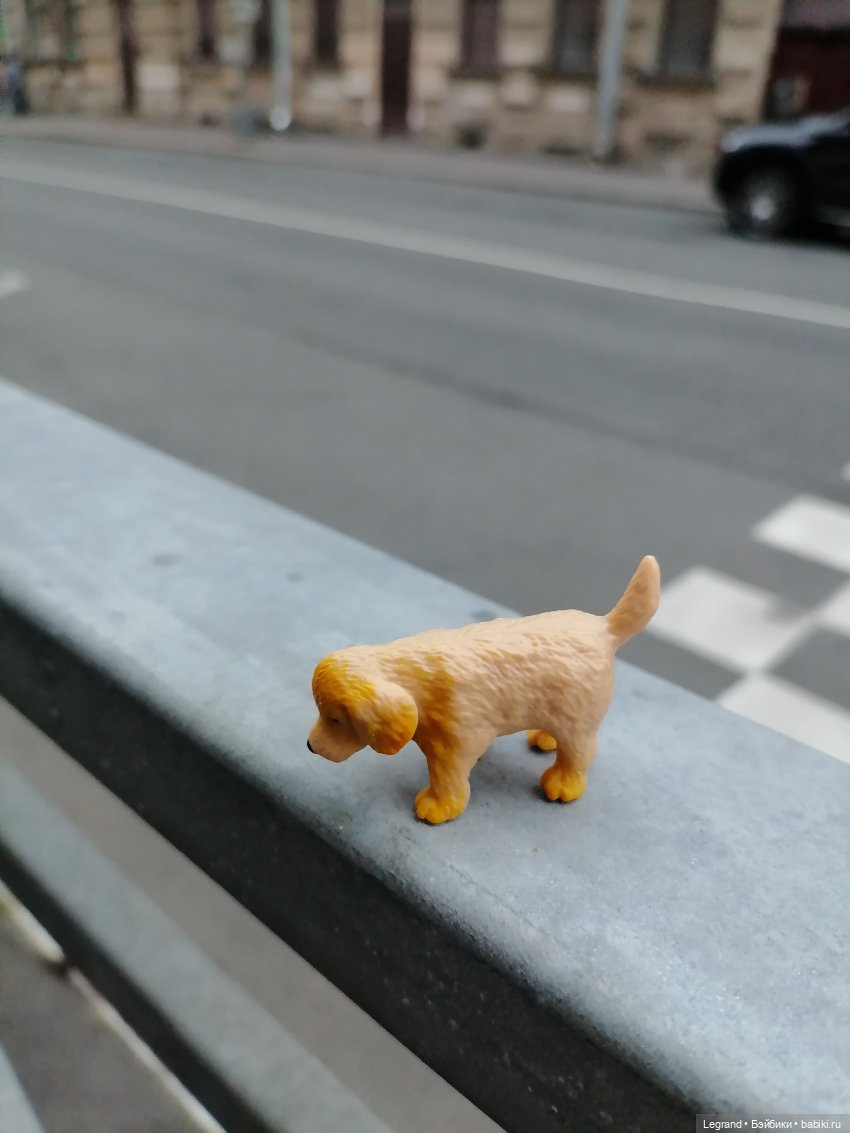 Санкт-Петербург: питомцы на ул. Радищева