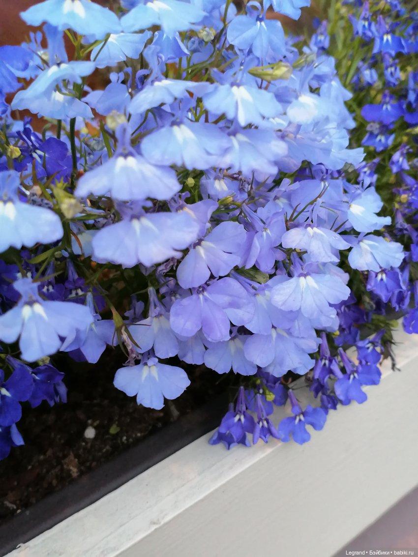 Санкт-Петербург: питомцы на ул. Радищева (фото 3)