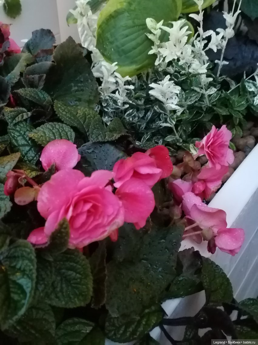 Санкт-Петербург: питомцы на Лиговском и в ТК "Невский Центр"