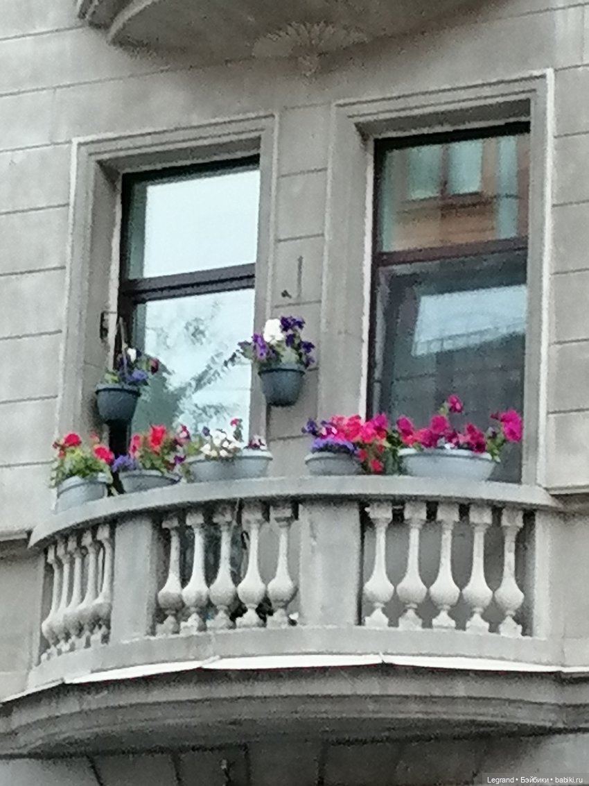 Санкт-Петербург: питомцы на ул. Радищева