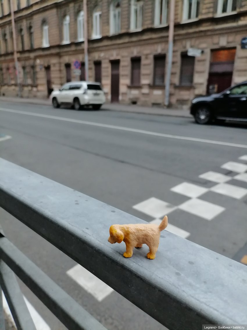 Санкт-Петербург: питомцы на ул. Радищева