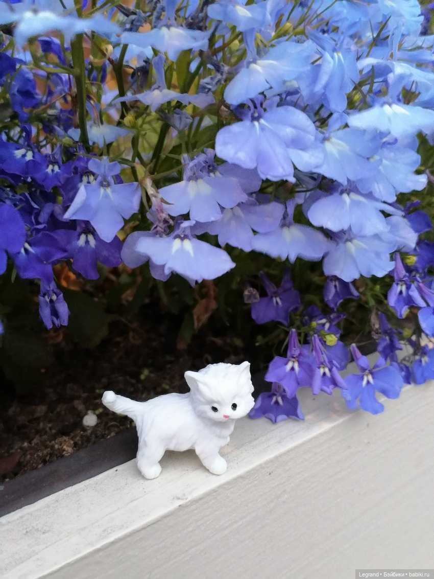 Санкт-Петербург: питомцы на ул. Радищева (фото 9)