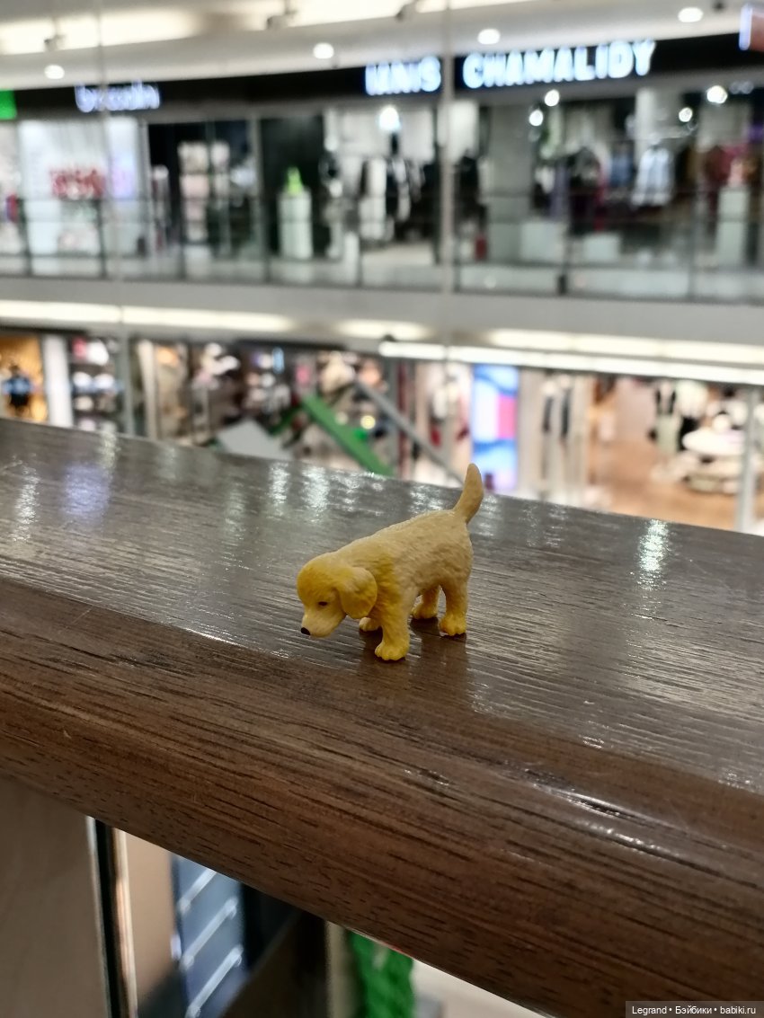 Санкт-Петербург: питомцы на Лиговском и в ТК "Невский Центр"