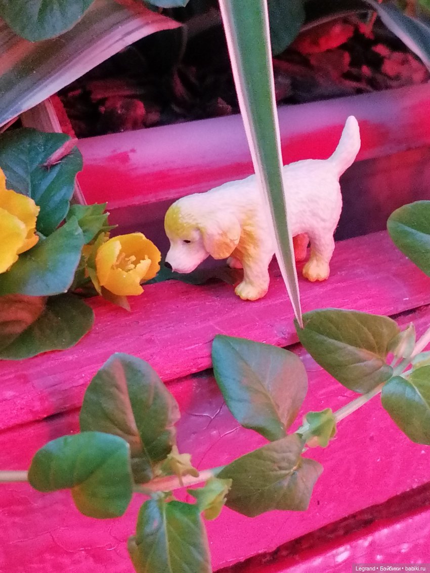 Санкт-Петербург: питомцы на Лиговском и в ТК "Невский Центр" (фото 7)