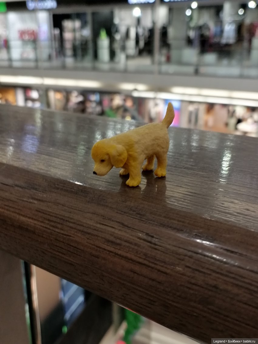 Санкт-Петербург: питомцы на Лиговском и в ТК "Невский Центр"