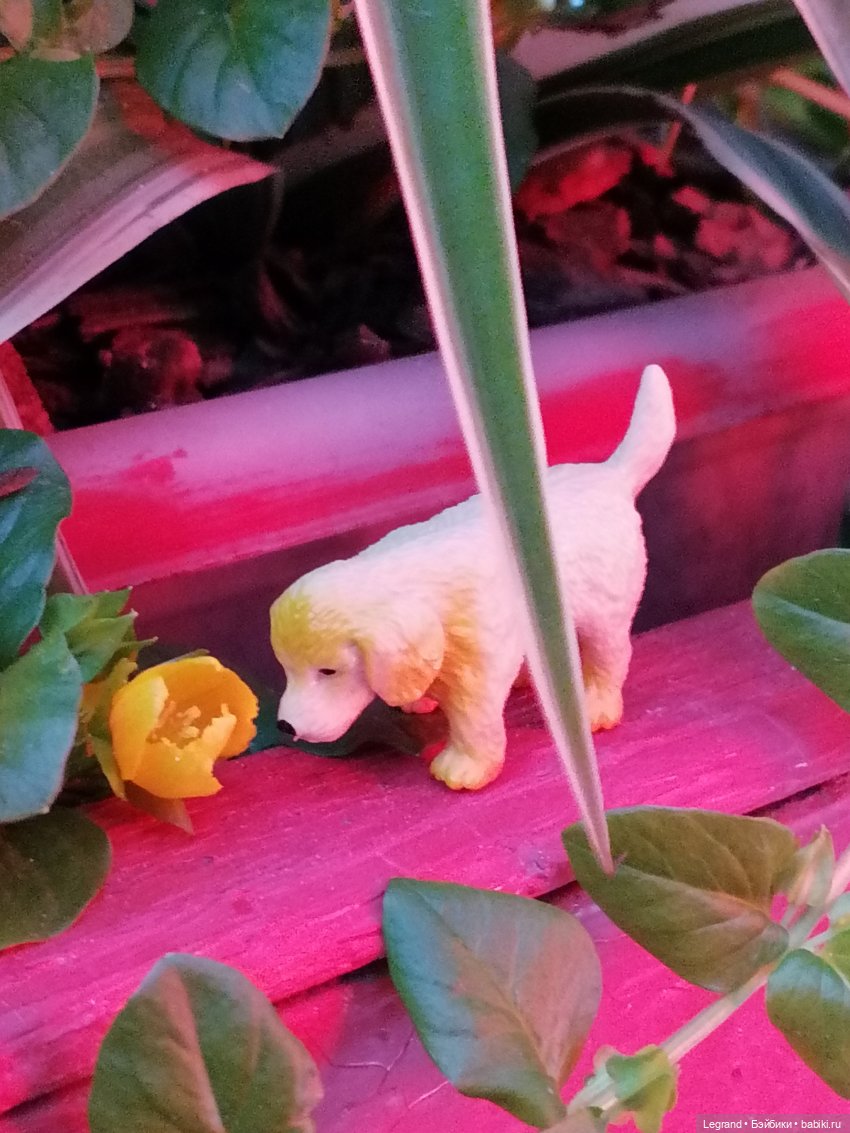 Санкт-Петербург: питомцы на Лиговском и в ТК "Невский Центр" (фото 9)