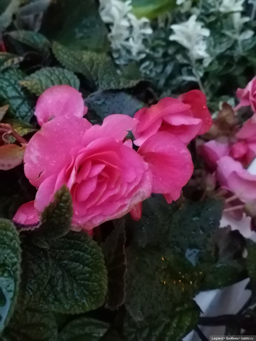 Санкт-Петербург: питомцы на Лиговском и в ТК "Невский Центр"