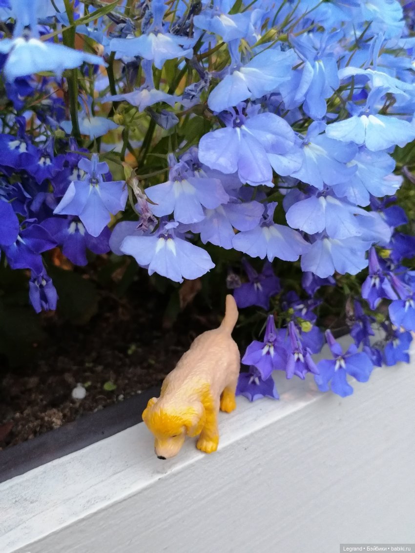 Санкт-Петербург: питомцы на ул. Радищева (фото 6)