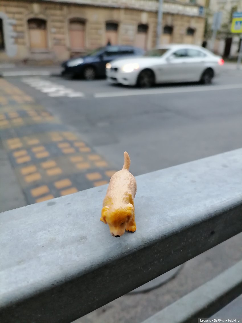 Санкт-Петербург: питомцы на ул. Радищева