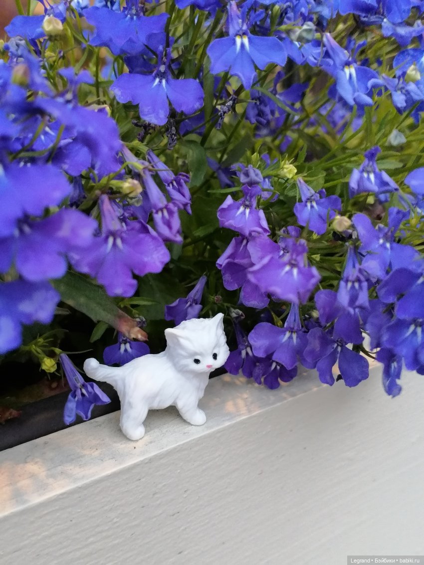 Санкт-Петербург: питомцы на ул. Радищева