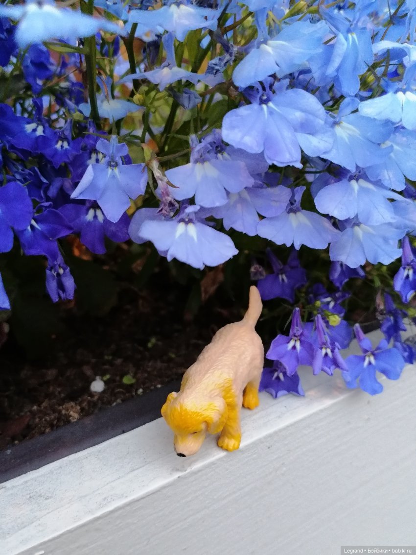 Санкт-Петербург: питомцы на ул. Радищева (фото 5)