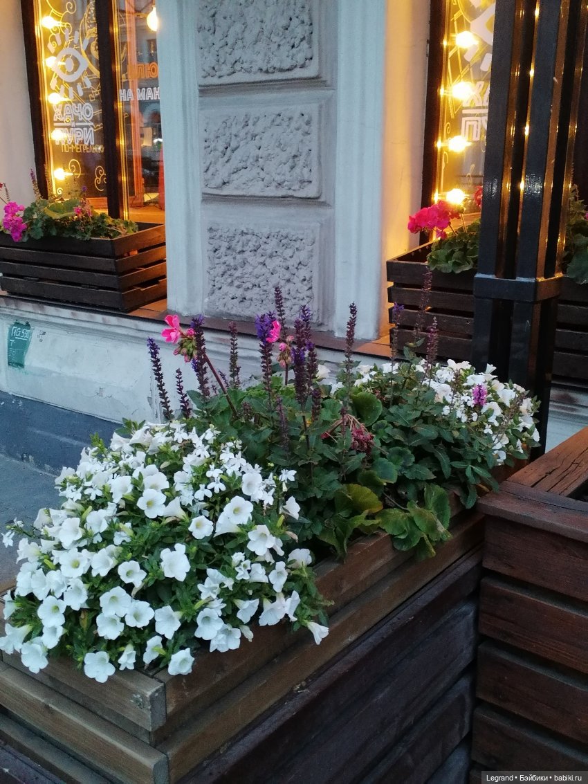 Санкт-Петербург: питомцы на Лиговском и в ТК "Невский Центр" (фото 4)