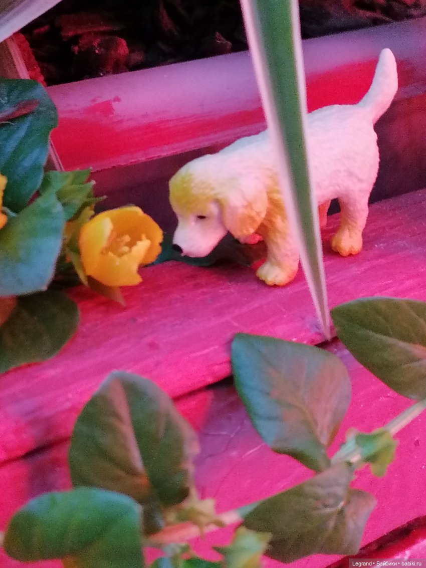 Санкт-Петербург: питомцы на Лиговском и в ТК "Невский Центр" (фото 8)