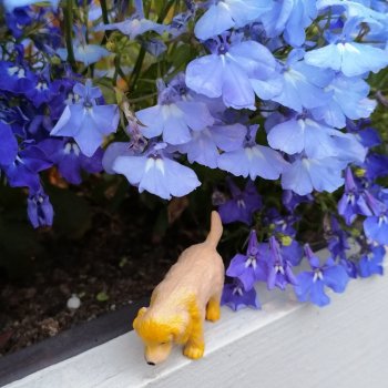 Санкт-Петербург: питомцы на ул. Радищева