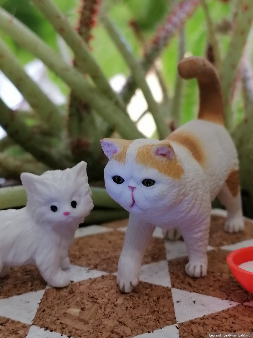 Лурения: семья кошки Шекер🐈