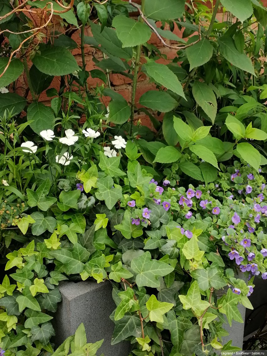 Лурения - Петербург: Рюзгяр и Барин в Таврическом саду (фото 4)