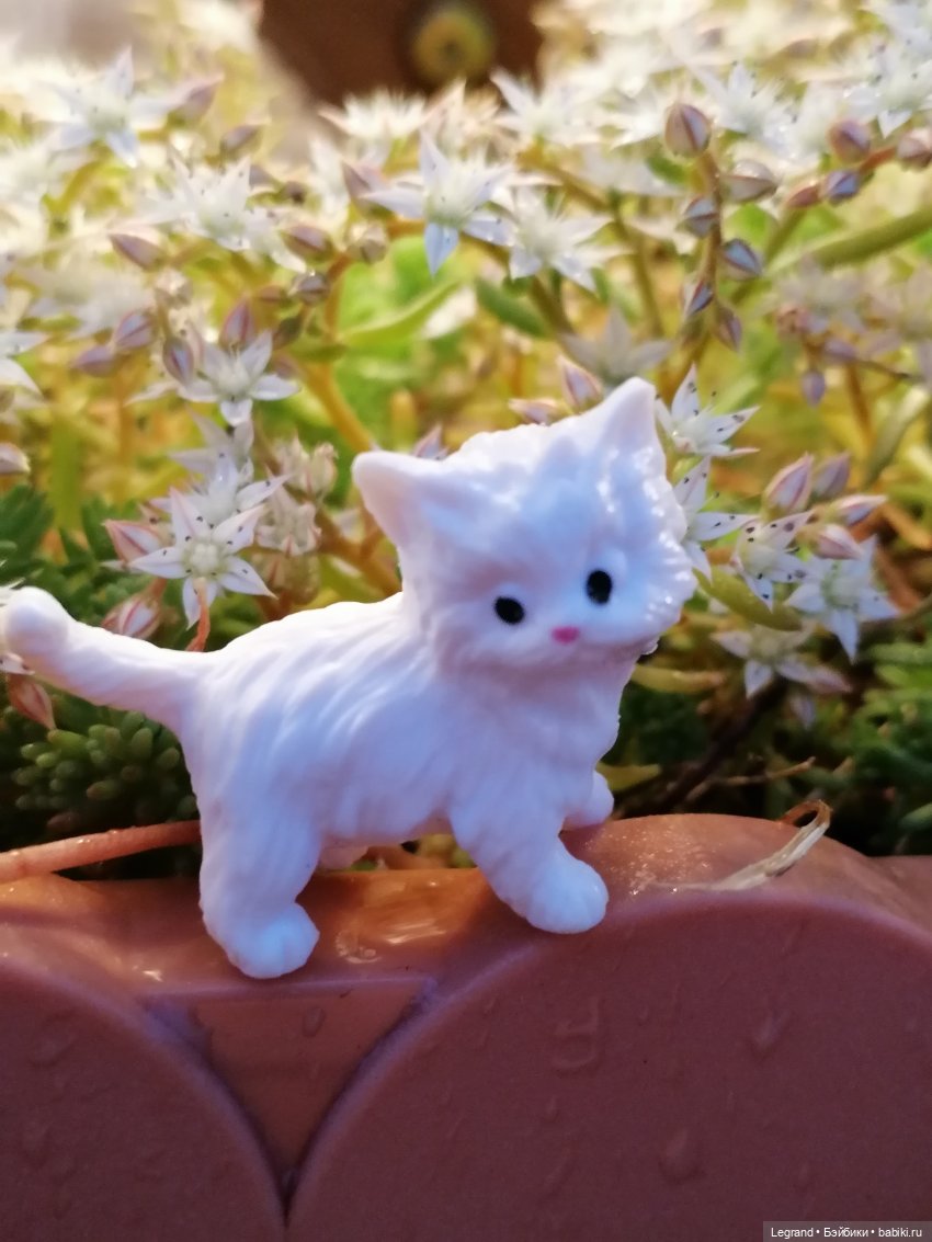 Лурения: семья кошки Шекер🐈