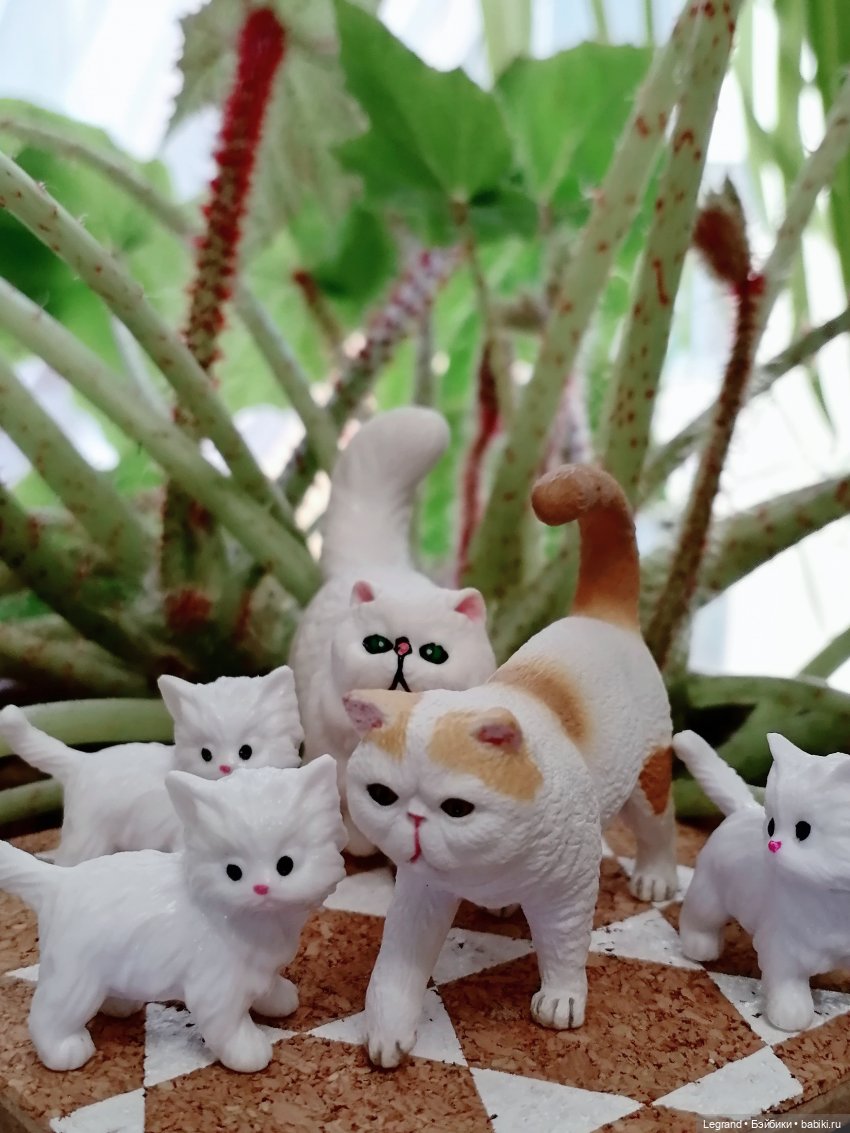 Лурения: семья кошки Шекер🐈