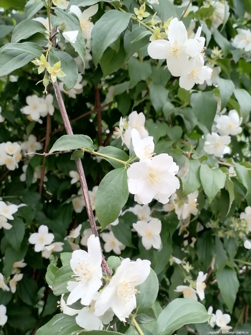 Лурения - Петербург: Рюзгяр и Барин в Таврическом саду