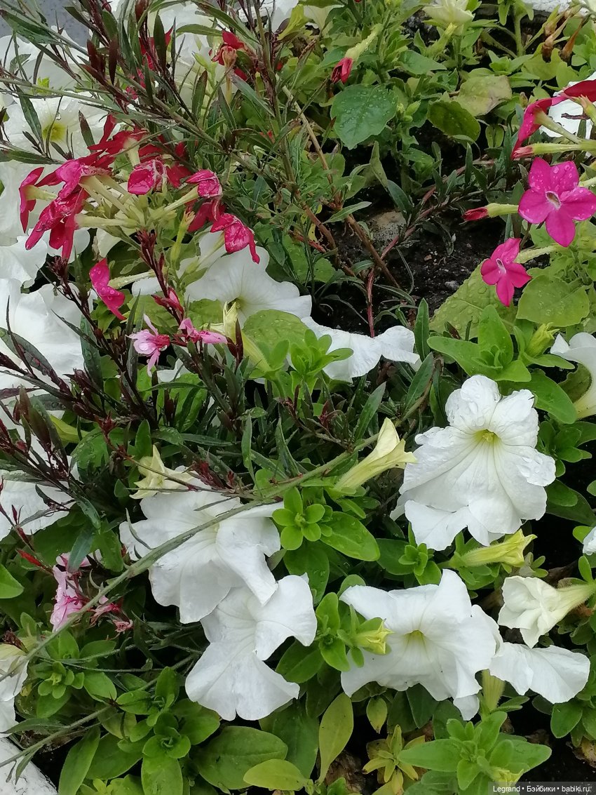 Лурения - Верхний сад: прогулки и встречи