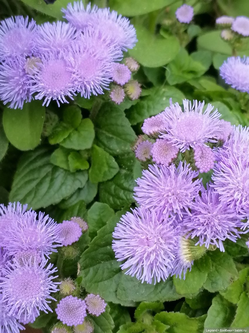 Лурения - Верхний сад: прогулки и встречи