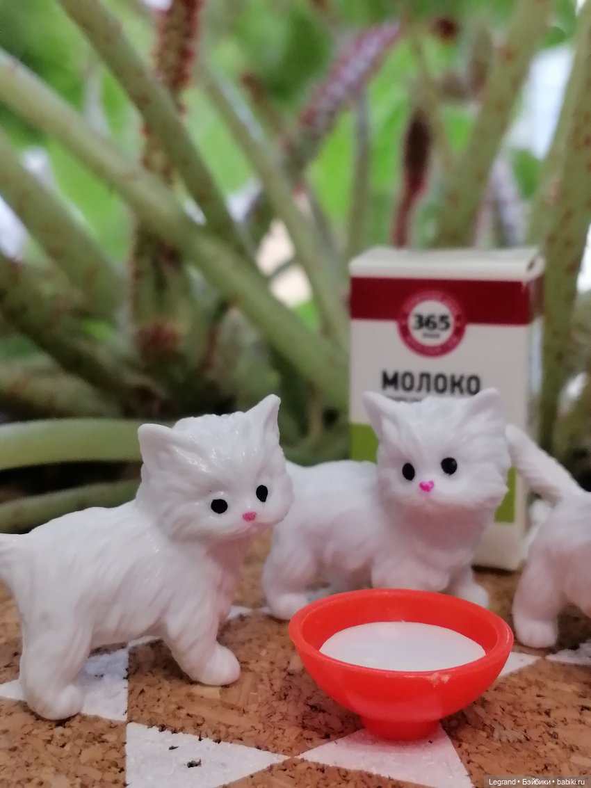 Лурения: семья кошки Шекер🐈