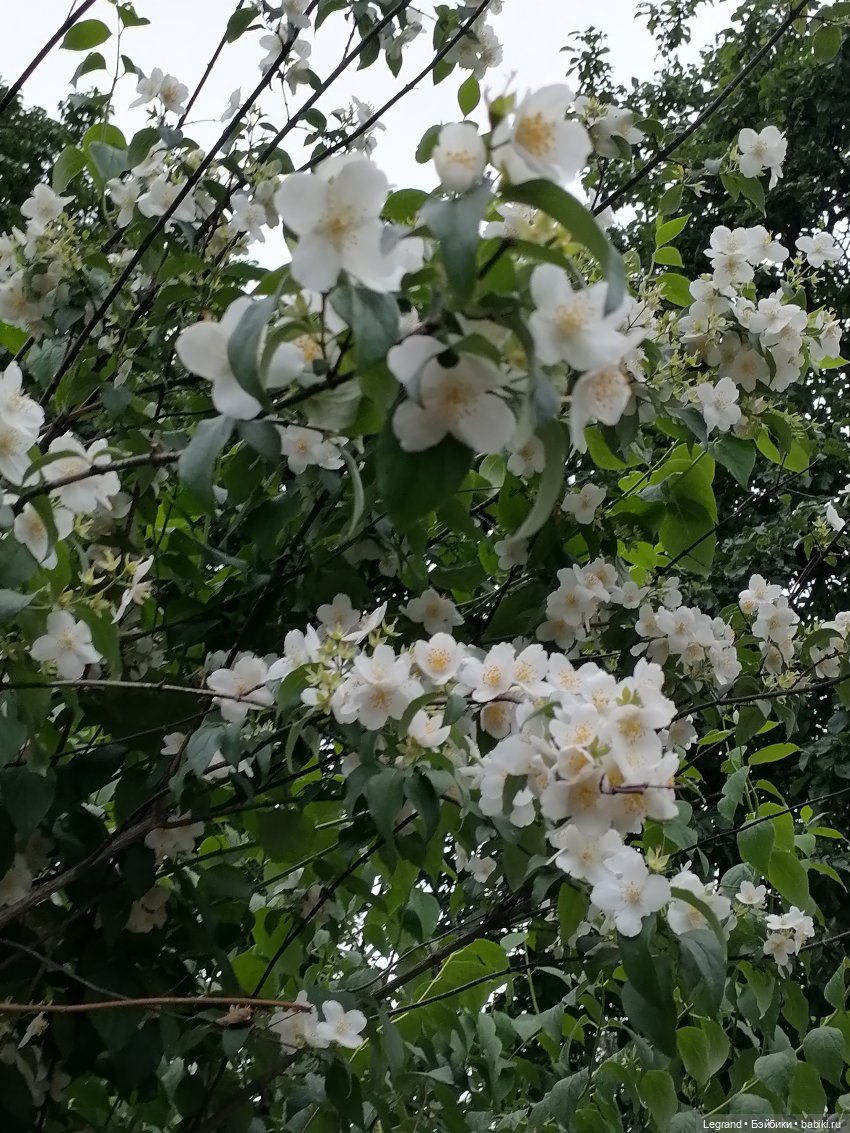 Лурения - Петербург: Рюзгяр и Барин в Таврическом саду