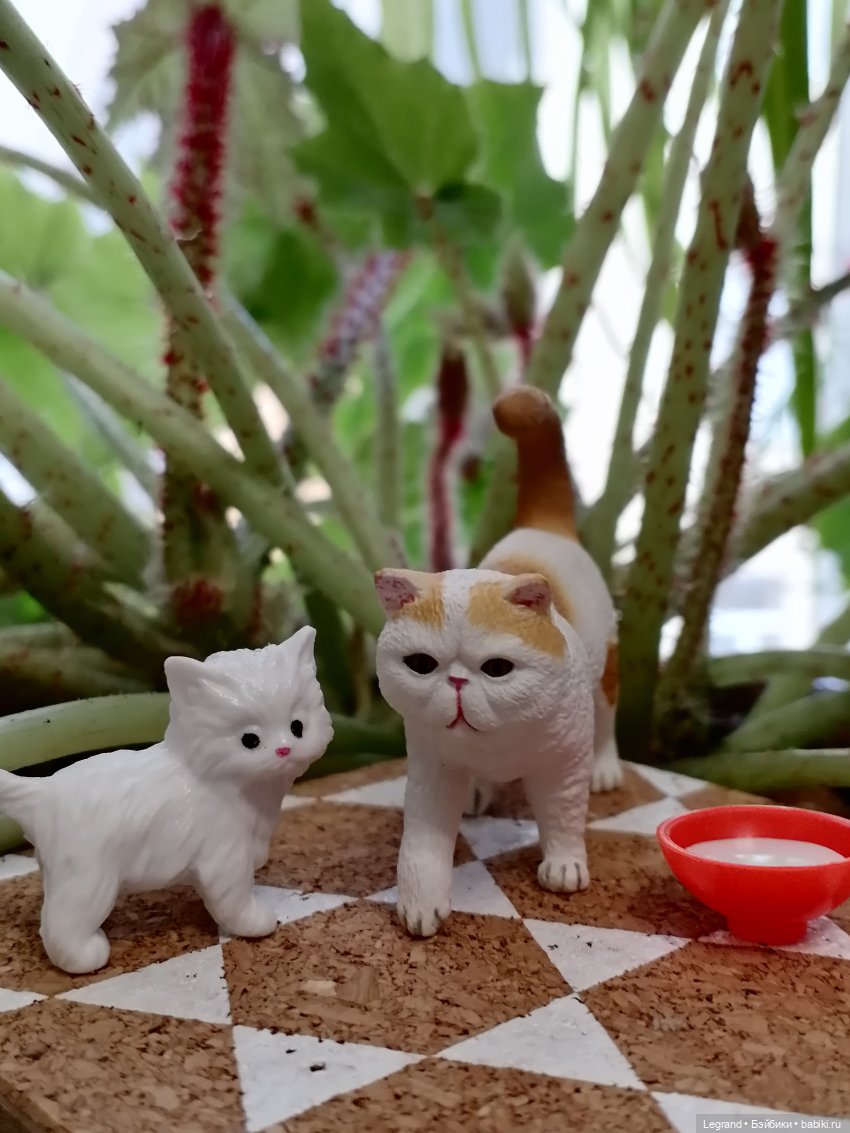 Лурения: семья кошки Шекер🐈 (фото 10)