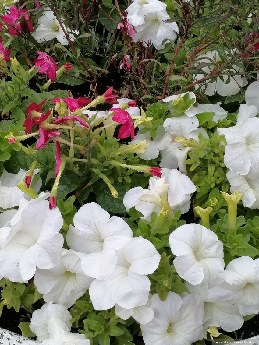 Лурения - Верхний сад: прогулки и встречи (фото 10)