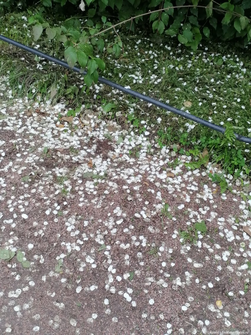 Лурения - Петербург: Рюзгяр и Барин в Таврическом саду