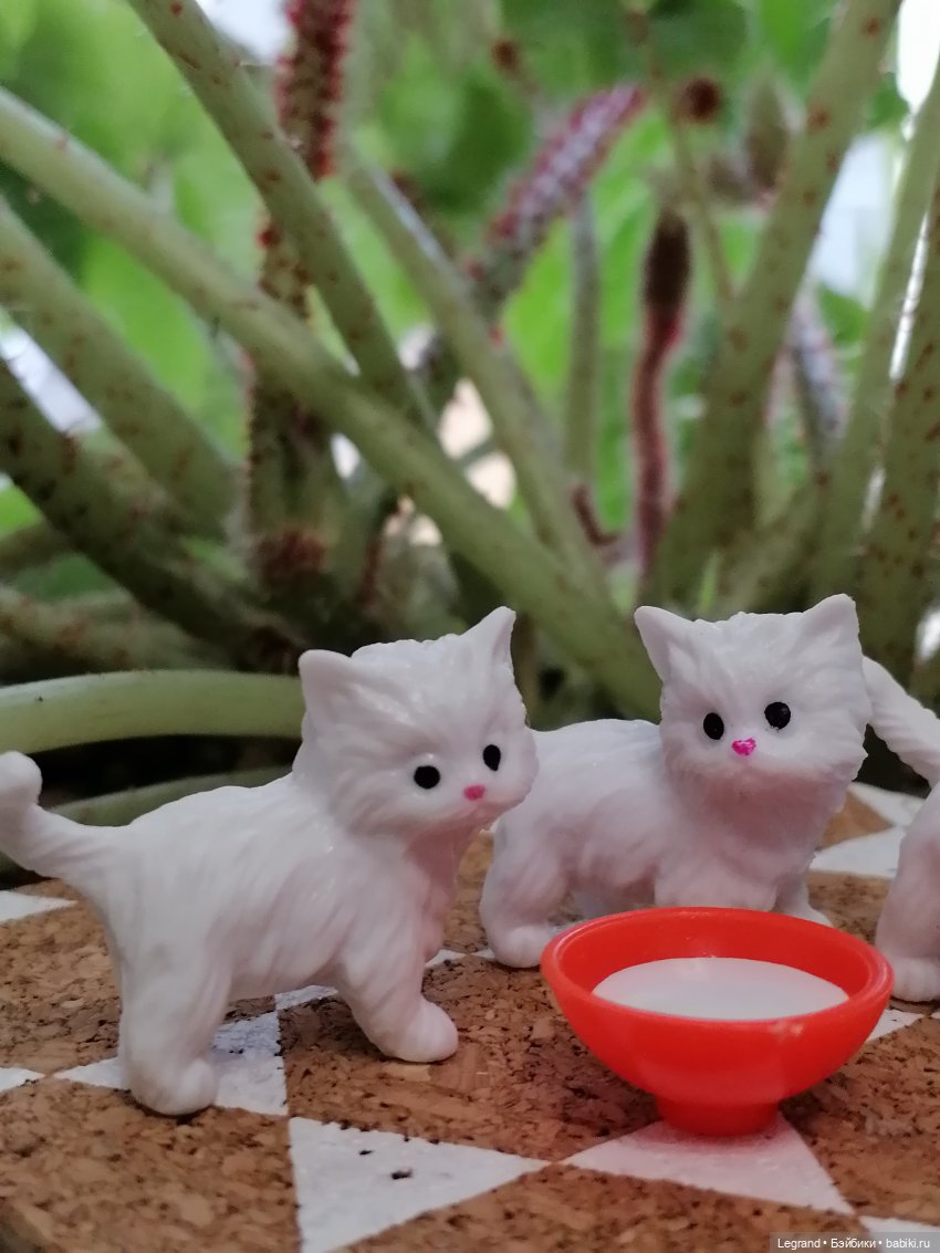 Лурения: семья кошки Шекер🐈