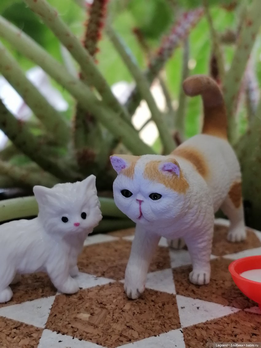 Лурения: семья кошки Шекер🐈