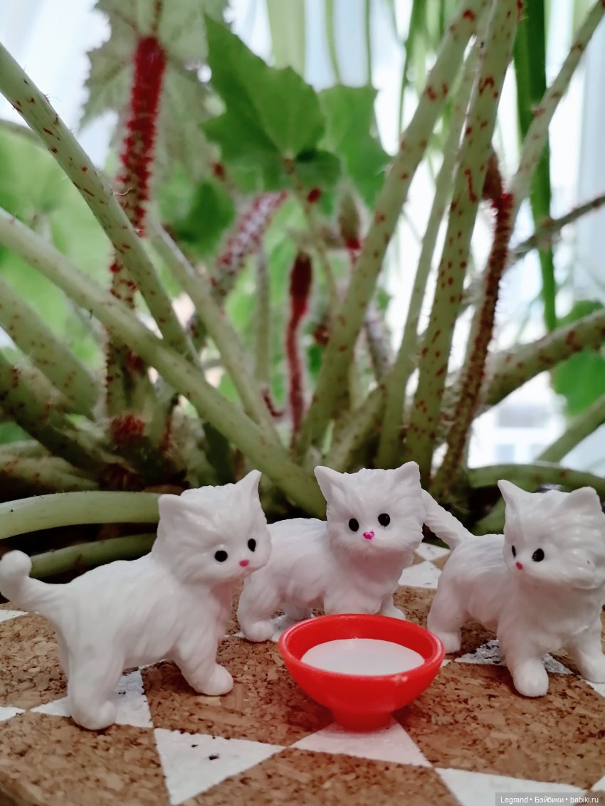 Лурения: семья кошки Шекер🐈