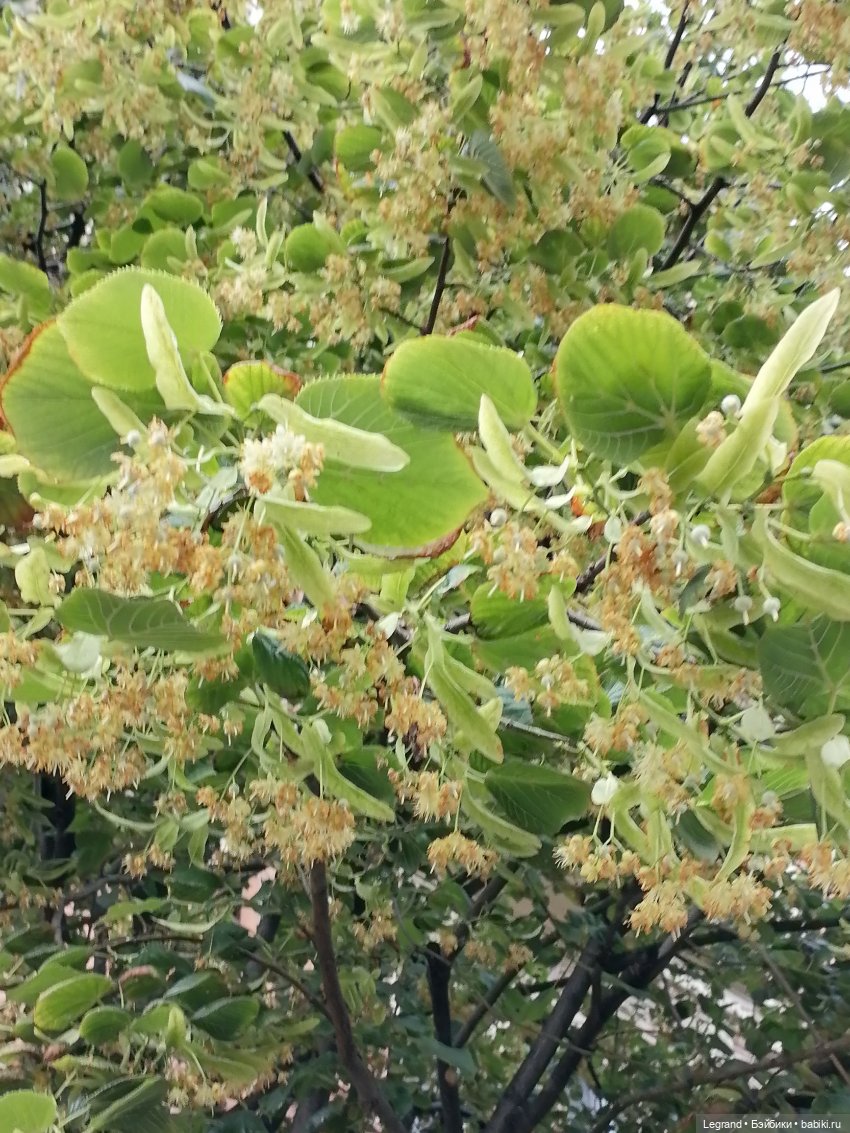 Санкт-Петербург: снова городские цветы